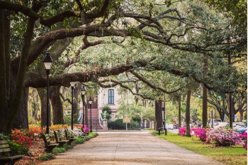 A sidewalk surrounded by flowers on the right, benches on the left, and overhanging mossy trees above. Located in Savannah, Georgia
